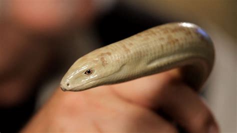 3 Care Tips For Legless Lizards Pet Reptiles Youtube