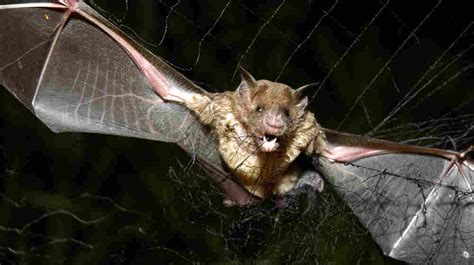 How To Catch A Bat Step By Step Pest Removal Guide