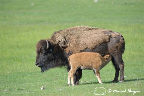 Marcel Huijser Photography Rocky Mountain Wildlife Bison Cow Nursing