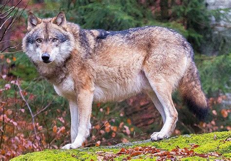 Wolves generally have longer legs than dogs. Wolves Return to Denmark for the First Time in Two Centuries - Urban Ghosts Media