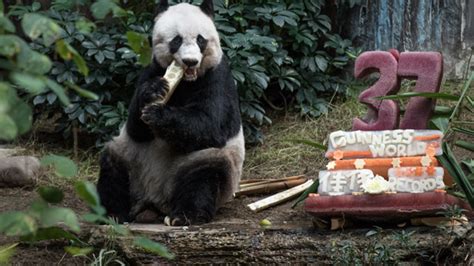 Worlds Oldest Panda Celebrates Her 37th Birthday Mental Floss