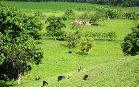 Campo Dominicano Republica Dominicana Colonial Tour And Travel