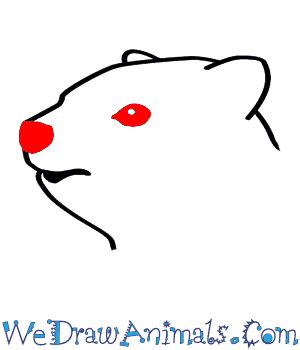 How to Draw a Rock Hyrax