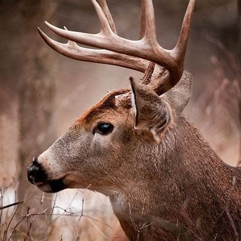 Affordable and search from millions of royalty free images, photos and vectors. White Tailed Deer Buck by Michael Cummings | Deer eyes ...