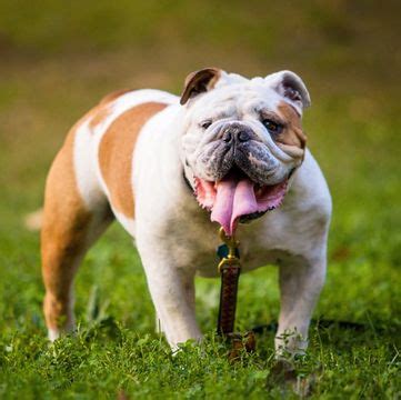 The english bulldog can display dominating behavior and requires a firm handler to show him his place. 79+ Bulldog Eng - l2sanpiero