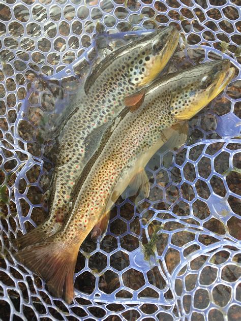 Trouts Fly Fishing Guide Service Report May 7th Edition