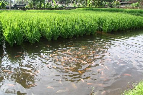 Sistem Mina Padi, Kombinasi Lahan Sawah dengan Budidaya Ikan yang