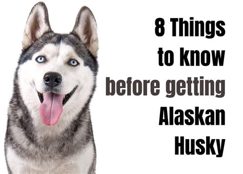 Discover 8 Fascinating Facts About The Alaskan Husky