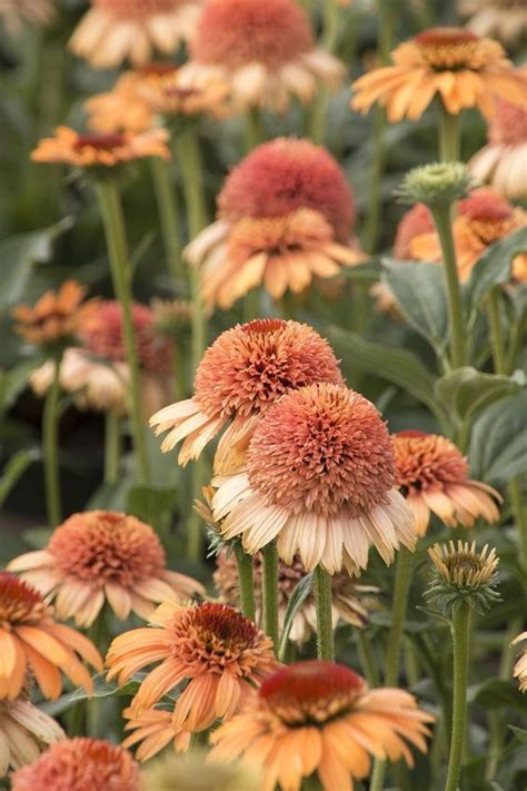Tomatoes and corn are attacked by the same worm. Supreme Cantaloupe Coneflower | Plants, Hardy perennials ...