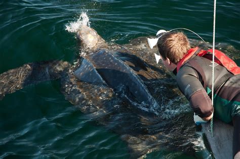 Scientists Make Novel Attempt To Save Giant Turtle Species The New