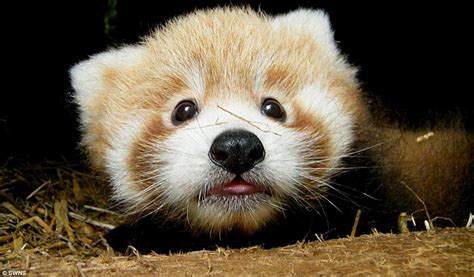 Just Too Cute Adorable Red Panda Cubs Born At British Zoo That Look