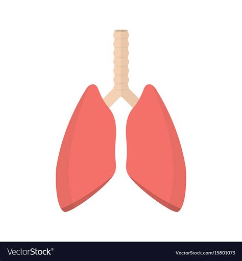Pulmonary System Human Lungs Royalty Free Vector Image