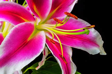 pink tiger lily close up photograph by garry gay fine art america
