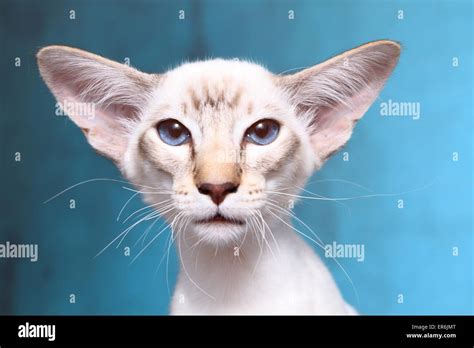 Balinese Cat High Resolution Stock Photography And Images Alamy