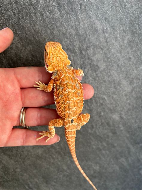 Hypo 100 Het Witblits 66 Het Trans Central Bearded Dragon By Whales