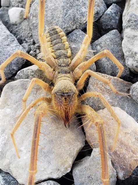 Up close and personal with a local camel spider : r/pics