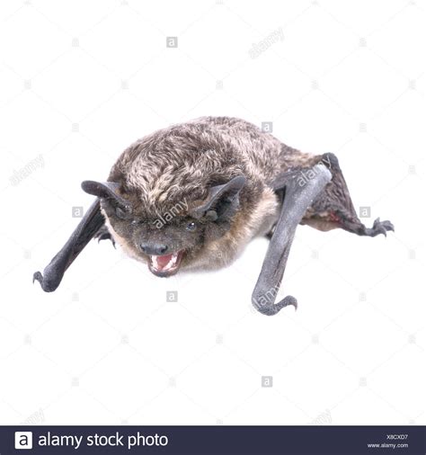 Long Eared Bat White Background Stock Photos And Long Eared Bat White