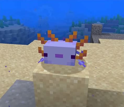 Snapshot Rare Axolotl Minecraft The Latest Snapshot For Minecraft