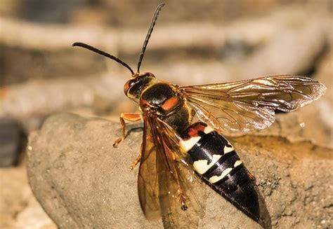 Maybe you would like to learn more about one of these? Large Wasps, Wow!