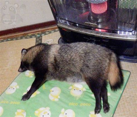 ストー部に焼きたぬき入部ww ハムスター速報 Japanese Raccoon Dog Raccoon Dog Rescue