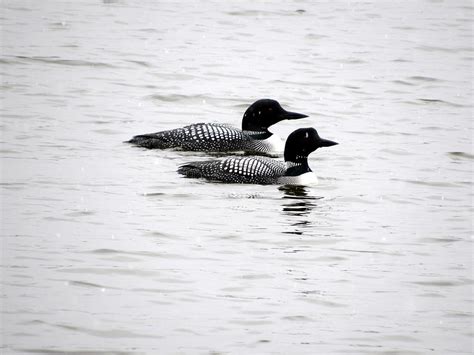 Common Loons During Migration Photograph By Sara Evans Fine Art America