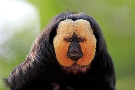 Baby crocodiles might look cute but be careful of mother crocodile. 17 Animals That Live Only in the Amazon Rainforest | Reader's Digest