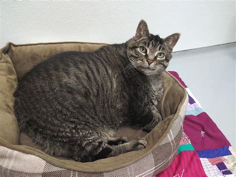 Zack The 30 Pound Chonky Cat Gets Adopted