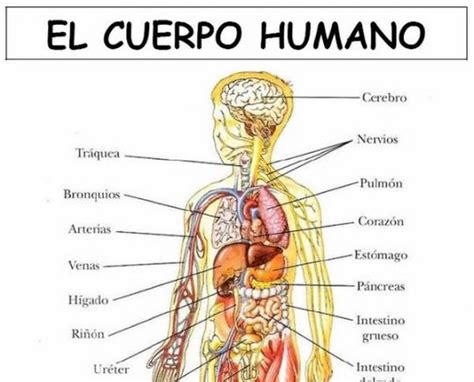 Láminas Cuerpo Humano Learning Spanish Human Body Spanish Class