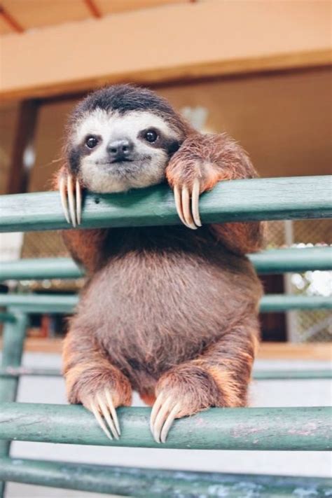 ️ Grace Carella Sloth Photos Pictures Of Sloths Cute Animal Photos