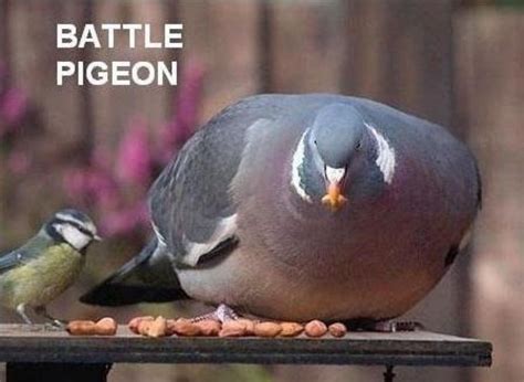 Pin On Pigeon Funny