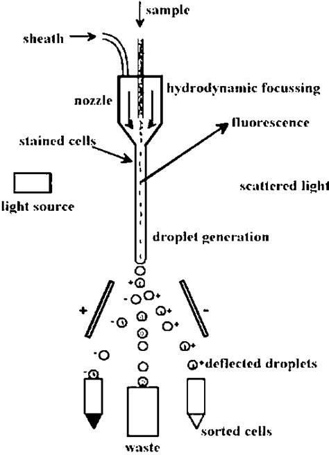 Principle Of Flow Cytometer Download Scientific Diagram