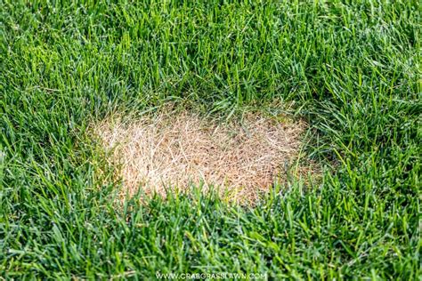 Lawn Fungus Identification Guide Key Signs And Treatment 2023