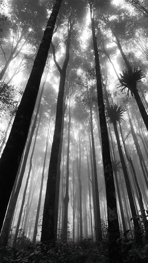 Black And White Forest Wallpaper Phone Free Hd Wallpaper 4k Ii