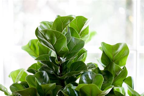 The Ultimate Guide To Pruning Your Fiddle Leaf Fig Tree — Plant Care
