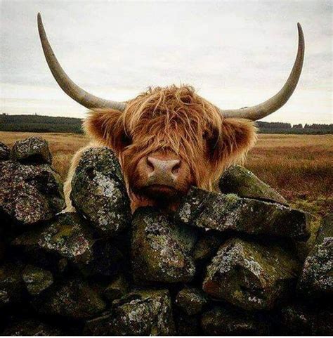 Pin By Lorrie Downs On Awesome Photography Cute Cows Animals