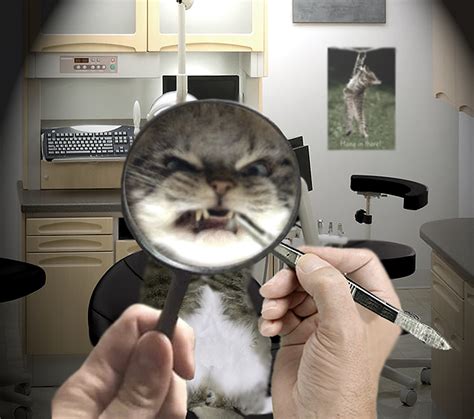 Check spelling or type a new query. Mad Cat At Dinner Table Meme ~ Meme Creation