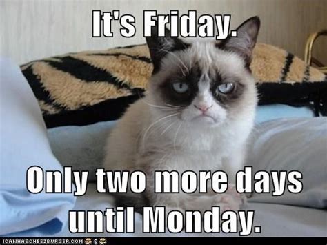 Happy Friday From Grumpy Cat Cats Funny Funny Friday Memes Funny