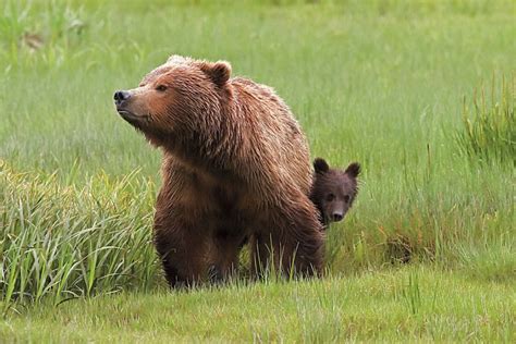 Serendipity Mama Bear With Cub