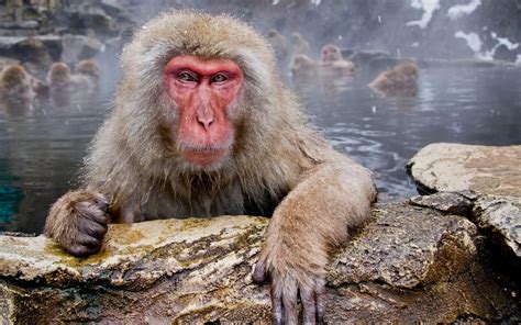 Japanese Macaque Full Hd Wallpaper And Background Image 2560x1600