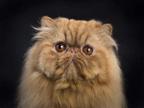Cats From Around The World Persian Cat Animal Care Center