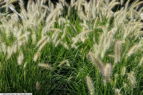 Pennisetum Alopecuroides Hameln P Pini Re Cramer Inc