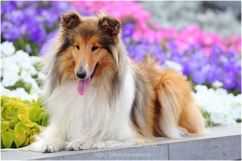 Collie Collie Rough Dog In Flowers Photo And Wallpaper Beautiful