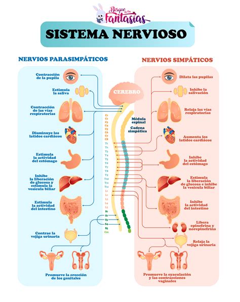El Sistema Nervioso ® Esquemas Partes Y Función Para Niños