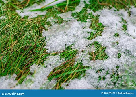Ice And Snow Melting On Green Grass Stock Photo Image Of Background