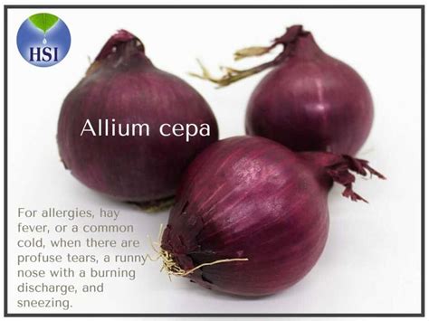 Allium Cepa Resized Homeopathy School International
