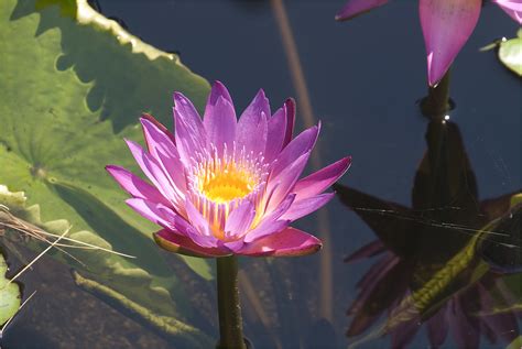 Shirley Bryne Tropical Waterlily Longwood Gardens Pa Flickr