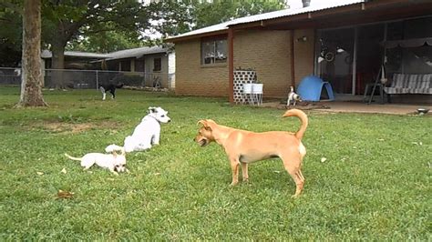 Use the following search parameters to narrow your results: Summer day in the backyard with my dog pack. - YouTube