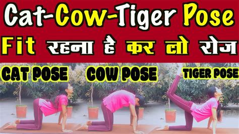 Learn Cat Cow Tiger Pose And Get Its Amazing Benefits Vyaghrasana