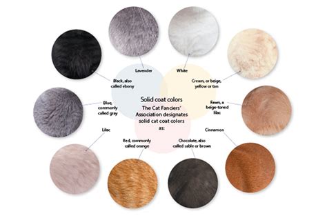 Cat Colors — Get the Fascinating Facts Behind Cat Coats & Patterns