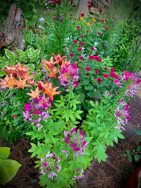 Maybe you would like to learn more about one of these? Pin by Sue Holm on Flower garden in 2020 | Plants, Shade ...